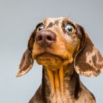 「びっくり」に全部「surprise」使ってない?「startle」を使おう!(英検2級単語)